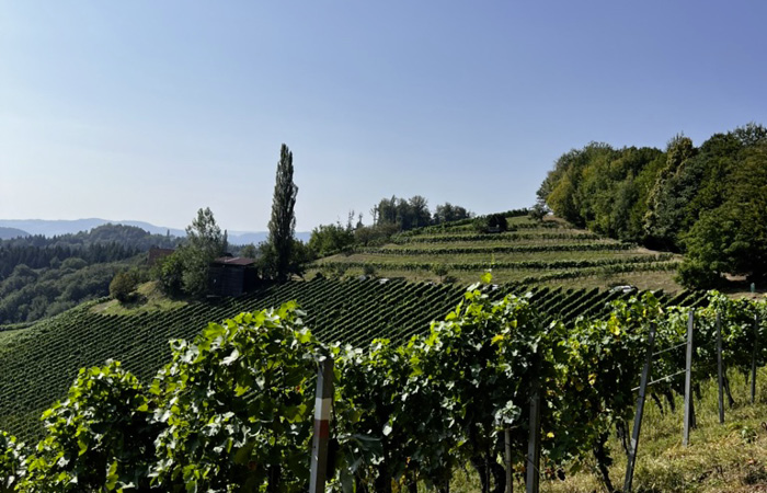 Blick auf Weinbergterrassen