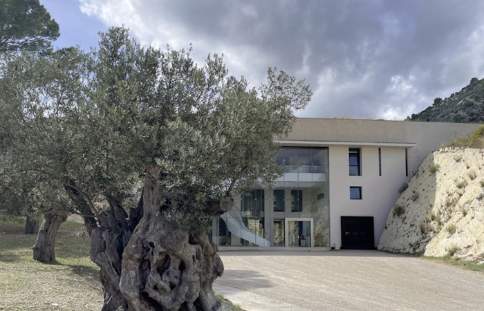 Olivenbaum, großes Weingut im Hintergrund