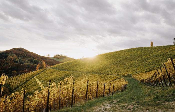 Ein malerischer Weinberg mit einem Hügel und einem Weg, der durch die Weinreben schlängelt.