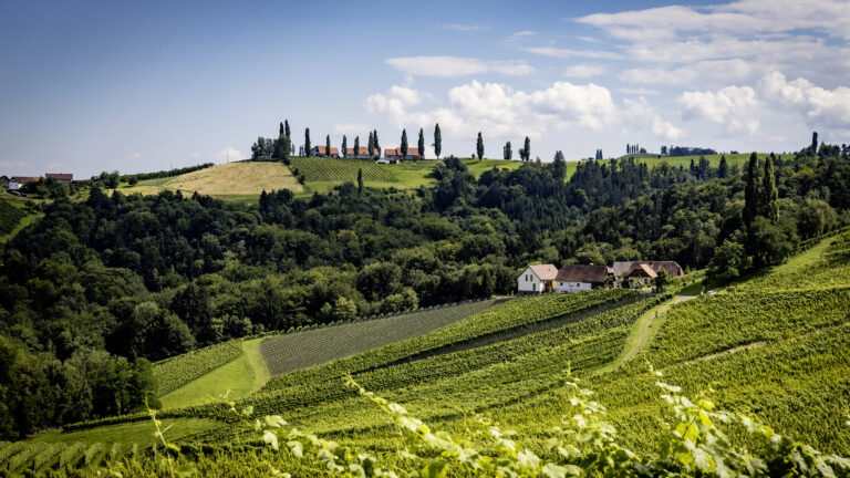 Tages-Weinverkostung Sauvignon Blanc der Südsteiermark