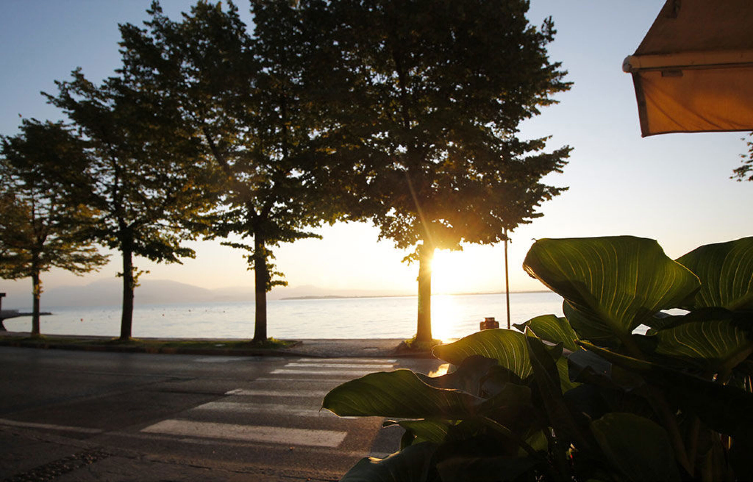 Sonnenuntergang am See mit Bäumen, Zebrastreifen und großen Blättern im Vordergrund